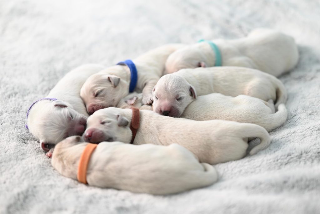perros liberados en el refugio de mougá