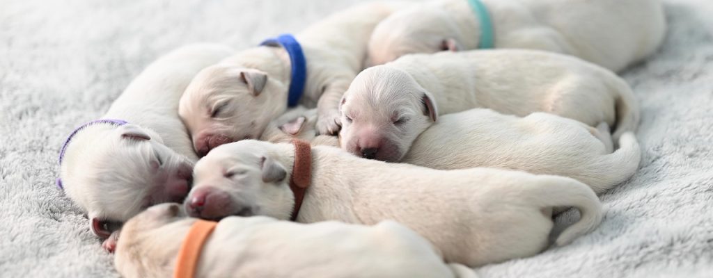 perros liberados en el refugio de mougá